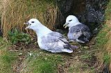 Northern Fulmar